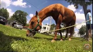 Big Butler Fair - Horse