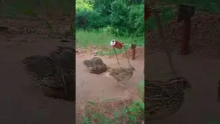 Creative and Effective Techniques - DIY Unique Underground Quail Traps #shorts #creative #unique