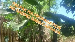 GIANT SAGING SABA/CARDAVA PROPAGATION PALPAK!!!🍌🍌🍌