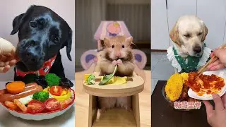 Yummy！Dog eating food funny video. pet eating food. cat eating food. 小狗吃饭的视频，小猫吃美食，看看宠物喜欢吃什么食物？