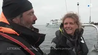 Littoral, Les Sept-îles, des oiseaux marins protégés (Extrait)