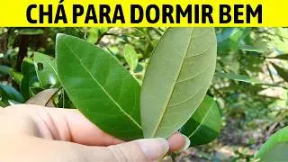 CH&Aacute; SOSSEGA LE&Atilde;O ACALMA, FAZ DORMIR MELHOR E COMBATE A ANSIEDADE!