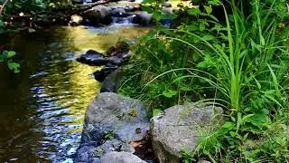 The Silent Nature/ The amazing Feel background