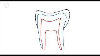 Introduction to Dental Anatomy (Part 2)