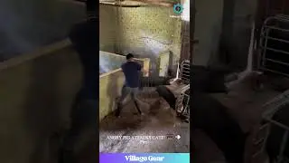 WILD PIG CHASE! 🐖 Farmer vs Beast - WHO WINS?! 🤯 #pigchase #dangerousjobs #parkour #viral