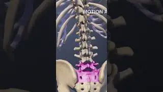Functions of the L5-S1 Spinal Motion Segment