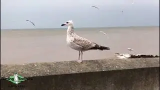 Birding in Norfolk