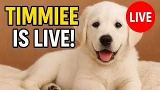 Timmie puppy  is live#DogLive#LiveDog#DogLiveStream#PuppyLive#LivePuppy#DogChannel#PetLive#LivePets