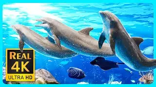 Aquarium 4K VIDEO (ULTRA HD) 🐳 Tropical Fish & Colorful Sea Life Video With Relaxing Music