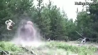 Video shows bison attack girl at Yellowstone