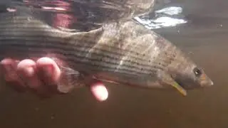 Grayling Land ( River Clyde )