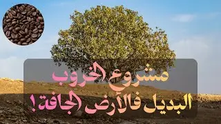 مشروع الخروب نواحي تيفلت : نصائح للزراعة والتسويق الناجح