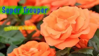 Розы в саду 2023. Обзор розы Super Trouper. Красивая роза в саду. Штамбовая роза. Розы в горшках.