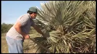 Chichi Carrizo, trenzador en palmas de Copacabana