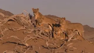 Die W&uuml;stenl&ouml;wen der Namib 2 - Vanishing Kings - Vol. 2 @ 2017