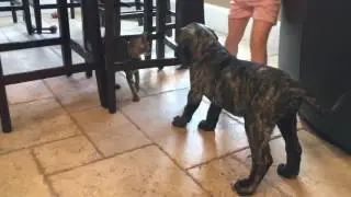 Bentley our 10 week old English Mastiff puppy meets our 12 week old F2 and F6 Savannah kittens
