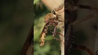 Hornet Robberfly #ukwildlife #wildlife #nature