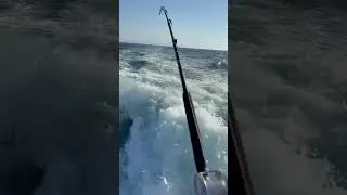 High speed trolling #avetreels #fishing #ytshorts #yt #shortsfeed #shortsviral #youtubeshorts
