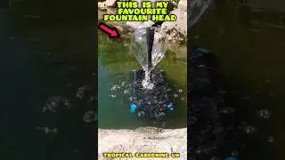 This is My FAVOURITE solar Fountain head 🤔🤷&zwj;♂️ Tropical Gardening UK #shorts #gardening #pond
