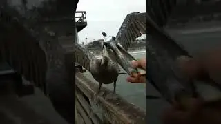 Pelican eats fish from my hand  #shorts #fish #fishing #fisherman #birds