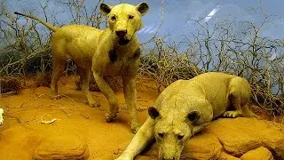1898 Lions of Tsavo