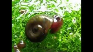Lumache spontanee acquario dolce Melanoides Planorbarius Physa Planorbis / aquarium snails