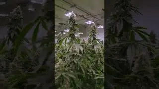 Jungle Boys LA Kush Cake