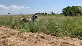Tango's love story