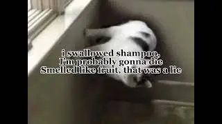 Swallowed shampoo lyrics (clean)