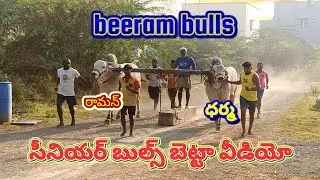  బీరం బుల్స్ సీనియర్ బుల్స్ బెట్టా వీడియో#trending #trendingvideo #viral #viralvideos #viralvideo 