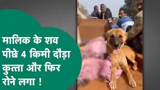 अपने मालिक के मौत से सदमे में पालतू कुत्ता, अंतिम संस्कार के लिए 4 KM तक दौड़ा, शव के पास रोता रहा!