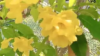 Bunga Tecomaria