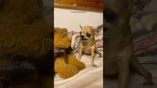 ANIMAIS ENGRA&Ccedil;ADOS   DUBLAGENS ENGRA&Ccedil;ADAS gatos fofos e engra&ccedil;ados #shorts #viral #humor