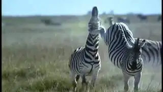NEW VIDEO zebra kicks zebra in jaw AMAZING KICK **ANIMAL ATTACKS** ANIMAL FIGHTING