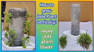 How to grow Jade Plant vertically? make jade plant tower 🗼| @Baghwani695