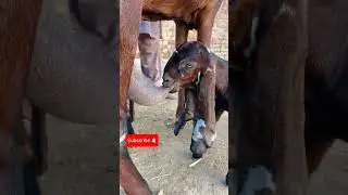 Cute goats with long ears #shorts #short #shortvideo #india #funny #shortsvideo #goat #animals