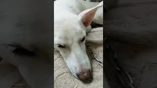#short #viralshort #viralvideo #viralvideos #viraldog #viral_video #viraltiktok