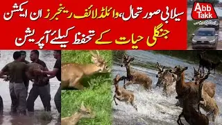 Wildlife Rangers Rescue Operation | Dangerous Flood In Pakistan | Punjab Govt Efforts | Abbtakk News