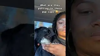 Dogs being funny with Pup cup part 151 🤣🐕 #funnydog #funnypet #cutedog #dog #pets #shorts