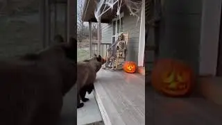 ​Bear Scared by Skeleton!💀💀💀#animals #bear #halloween #short