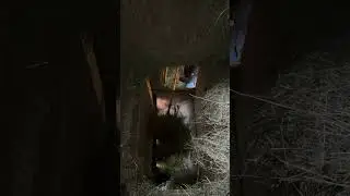 Feeding the Cows and Bull
