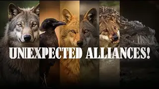 Strange Animal Partnerships That Will Blow Your Mind |WEAREWILD|
