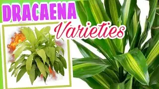 DRACAENA PLANT VARIETIES - TOP 20 (Different Types of Dracaena Plants)