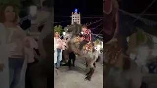 Mini Horse Magic: Kid Shows Off! 🌟🐎