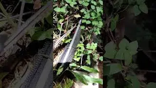 Finding a Red Millipede #Shorts