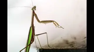 My first encounter with the mantis