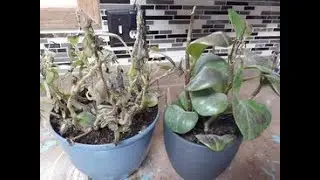 I sun burned my plants! This is what I will do now.