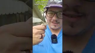 Are Chameleons taking over Florida?