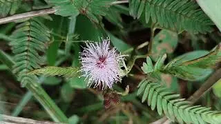mimosa(touch me not)