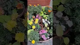 small gardening ideas #gardening #smallgardenideas #shorts #viralvideo #trending #
